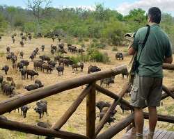 The park is the ideal home of several species and The park is the ideal home of several species and wild creatures especially tigers and barasinghas. There are countless variety of birds, plants, inse